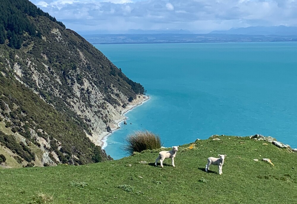 Spring Lambs